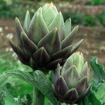 Alcachofra (extrato seco 0,5%)
