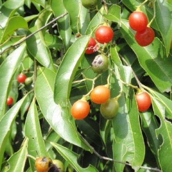 Chá de Bugre (extrato seco)
