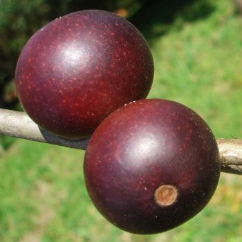 Camu Camu (extrato seco 10% Vit C)