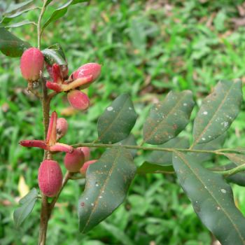 Catuaba (extrato seco)