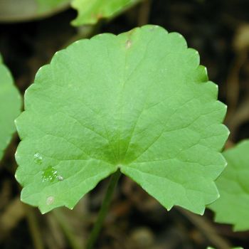 Centella Asiática (extrato seco)