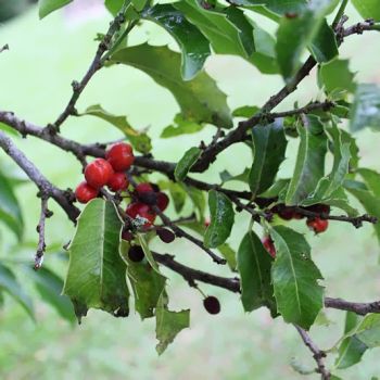 Espinheira Santa (extrato seco)