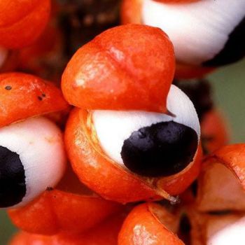 Guaraná (extrato seco 10% cafeína)