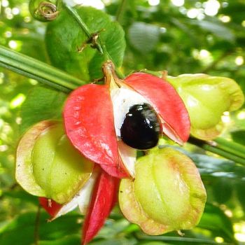 Guaraná (extrato seco 15% cafeína)