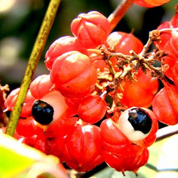 Guaraná (extrato seco 22% cafeína)