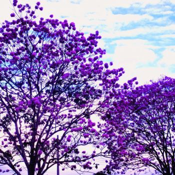 Ipê Roxo (extrato seco)