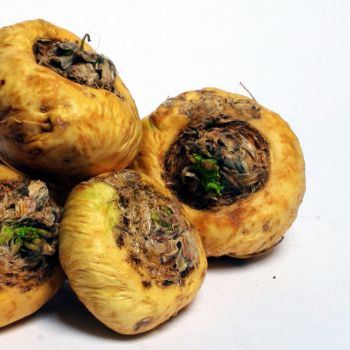 Maca (extrato seco)