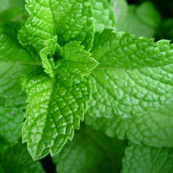 Chá de Menta Arvensis