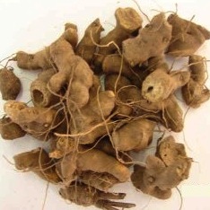 Chá de Nó de Cachorro (em pó)