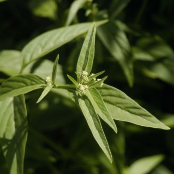 Pfaffia (extrato seco)