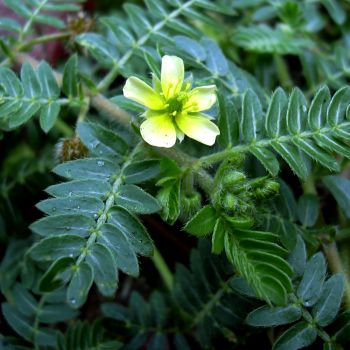 Tribulus Terrestris (extrato seco 40%)